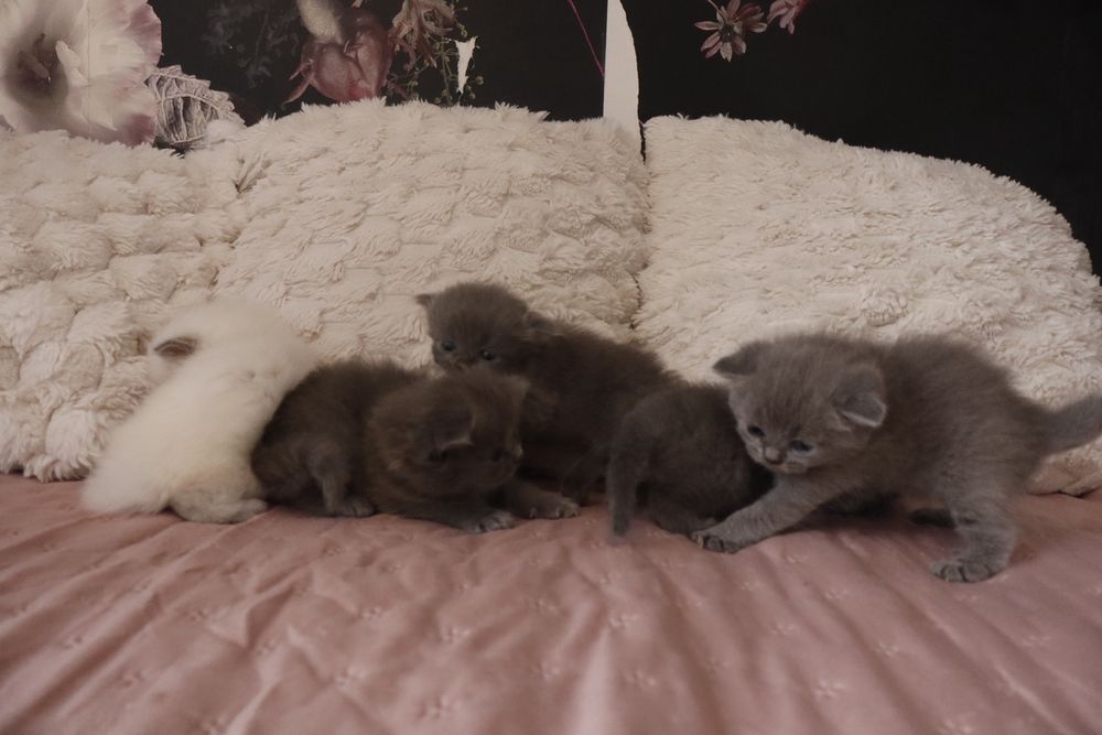 Британски късокосмести котенца