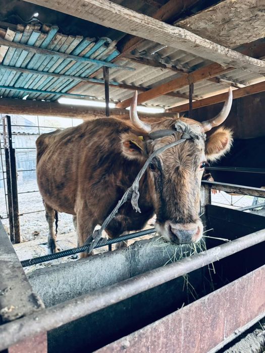 Корова продается Сиыр сатылады