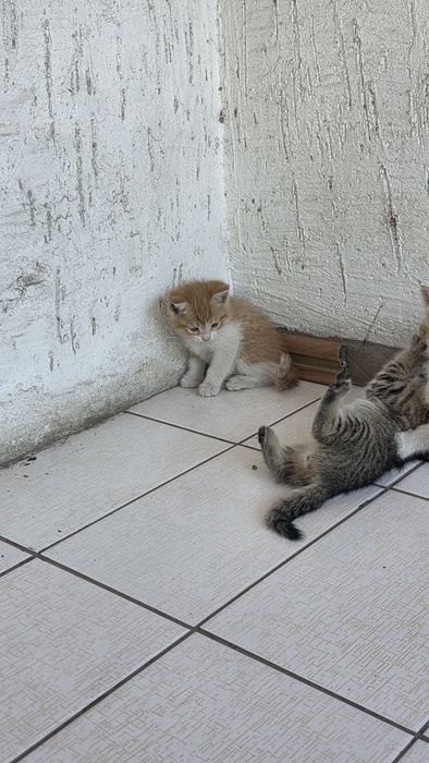 Отдам котят бесплатно