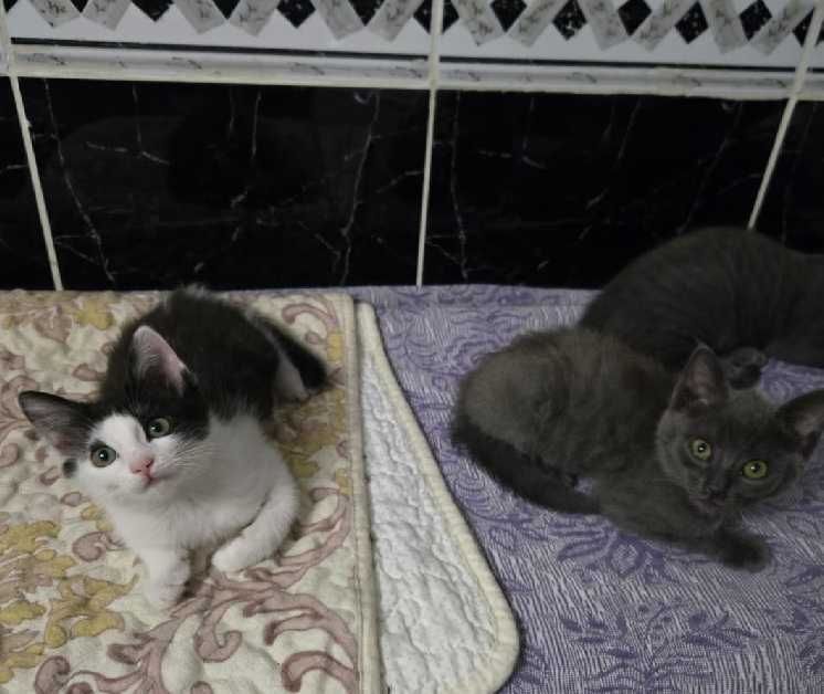 Эти милашки ищут хороших хозяев