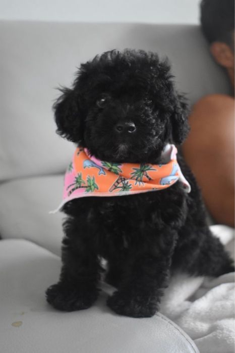 Pui caniche pudel poodle mini toy
