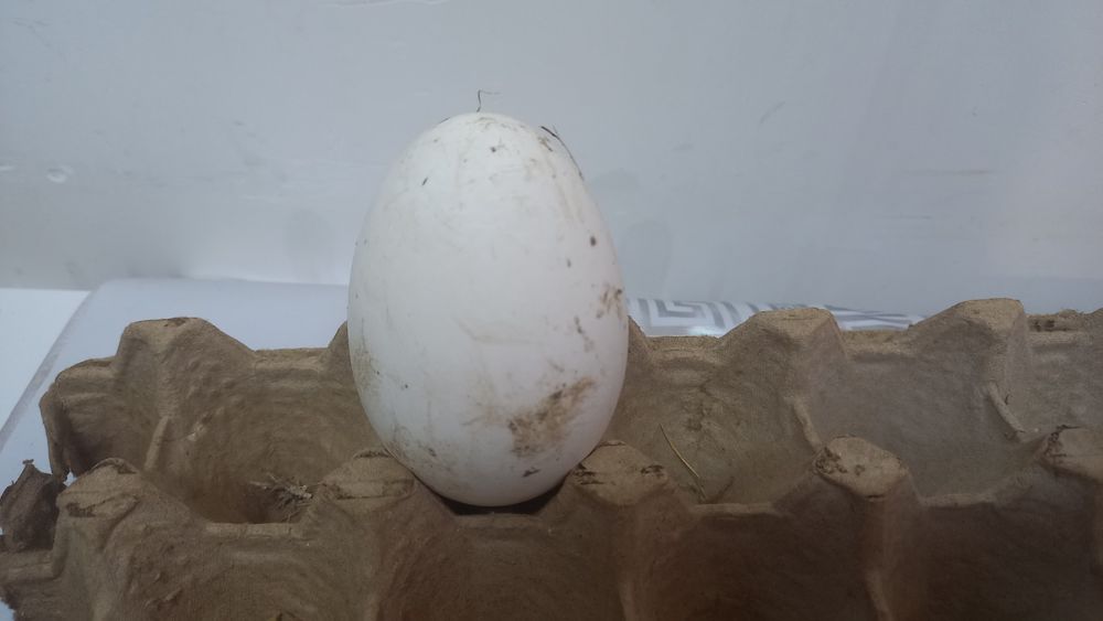 Яйцо гусиное для инкубации