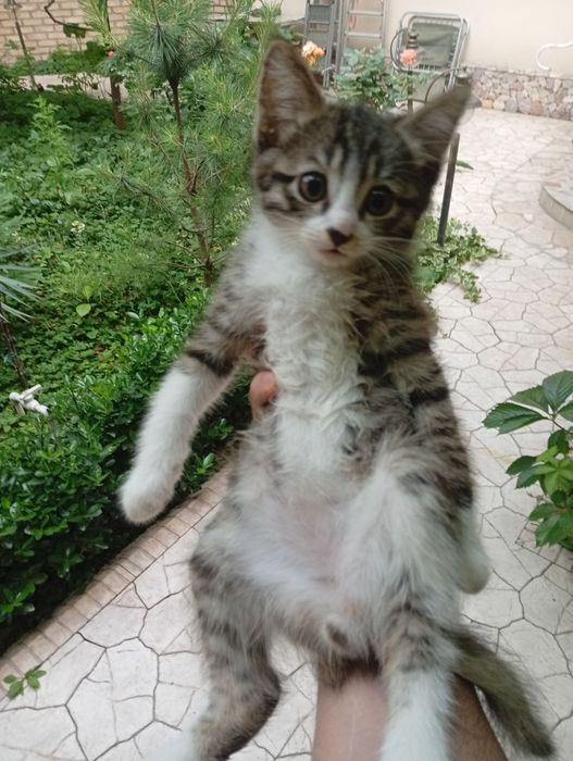 Прекрасные котята