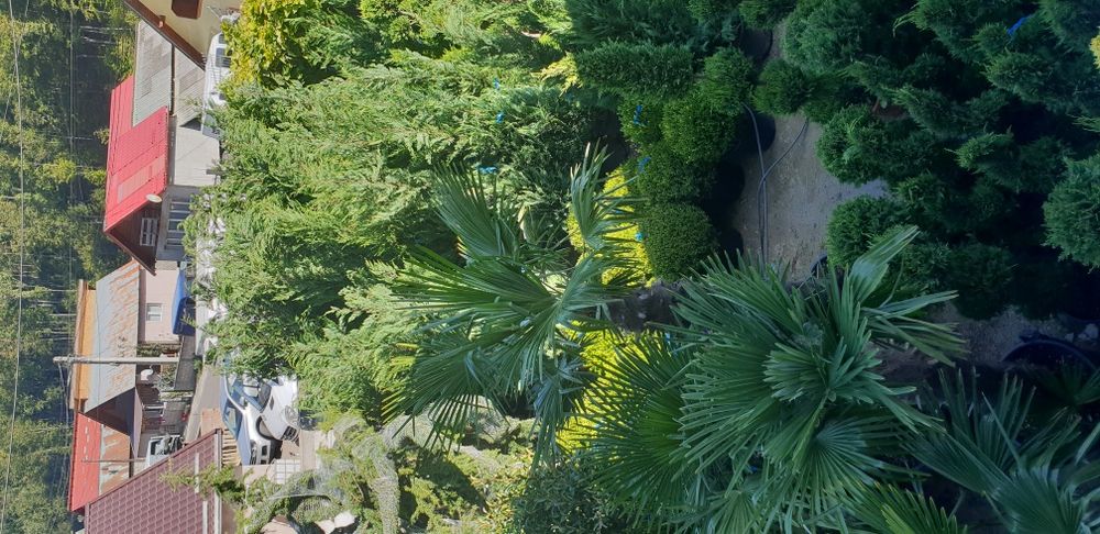 Vindem palmieri de mai multe dimensiuni ce rezistă la îngheț