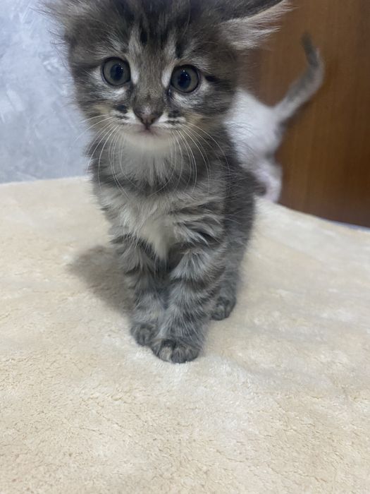 Красивые котята