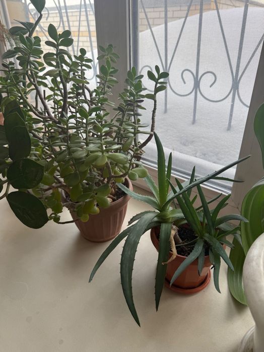 Продам комнатные цветы