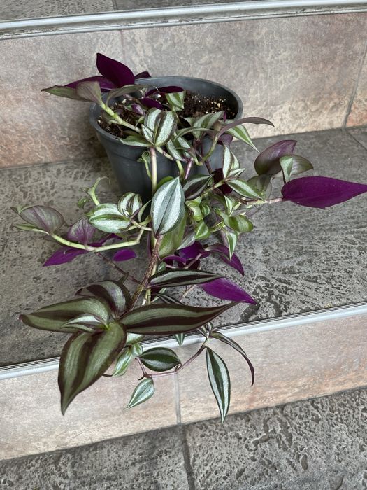 Цветя за продажба