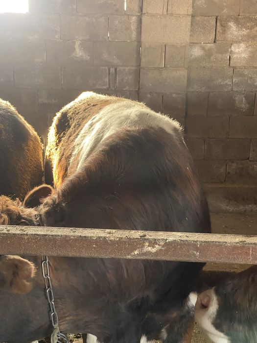 Продам быков на откорме