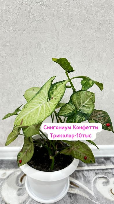 Ель комнатная,Монстерп