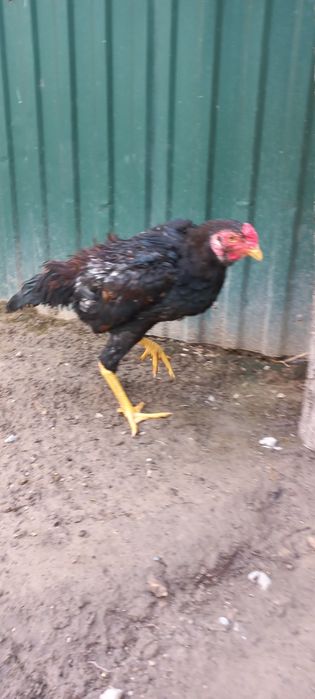 Ко шамо/ кореец полноценный петушок