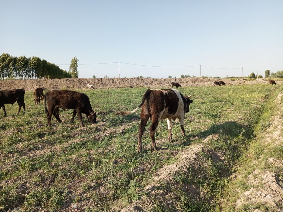 Tadbirkor akalarimizga bosvoradigan joyi