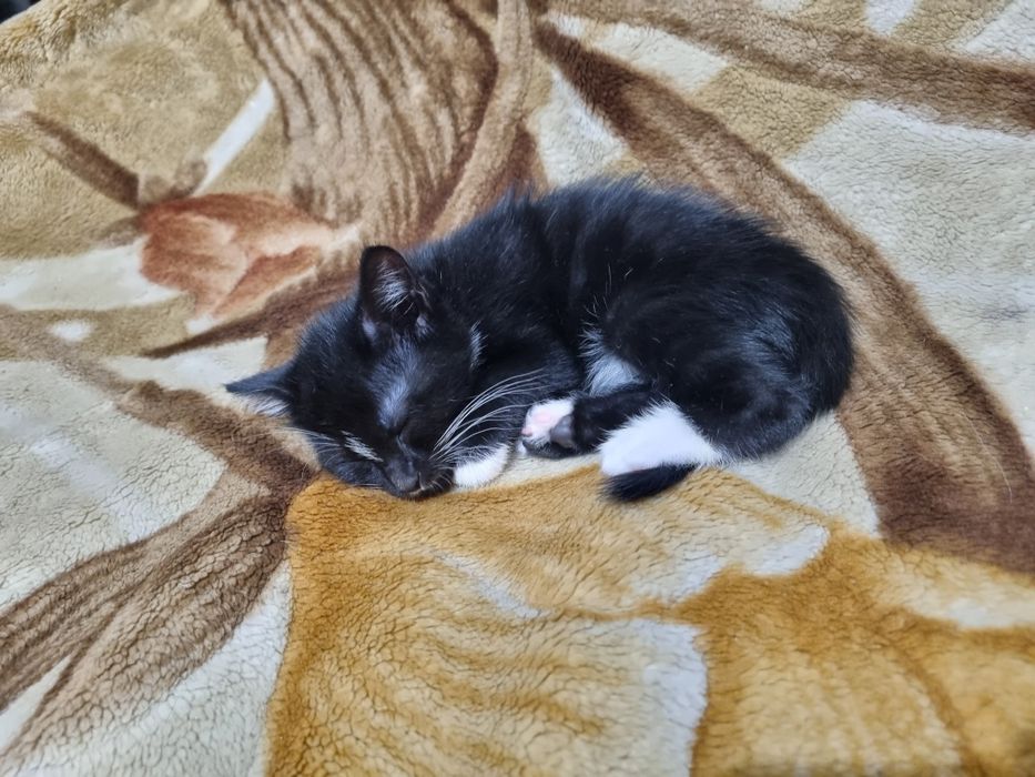 Котёнок в Ответственные и добрейшие руки