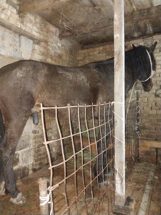 Айгыр сатылады обмен машына бар