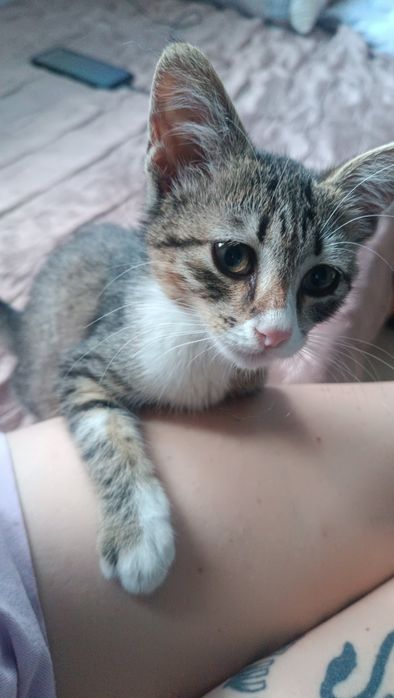 Подарявам 4 котета,2 женски.Спасени.