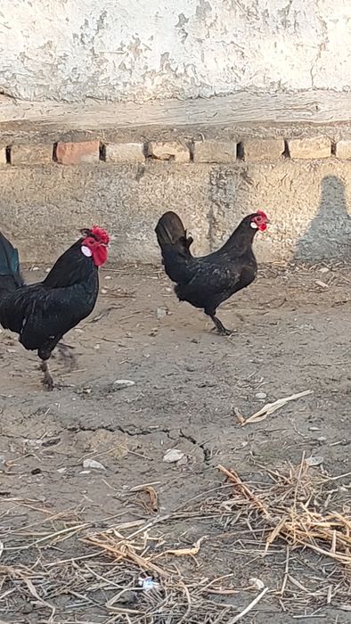 Bantam tovuq va xoʻrozi sotiladi