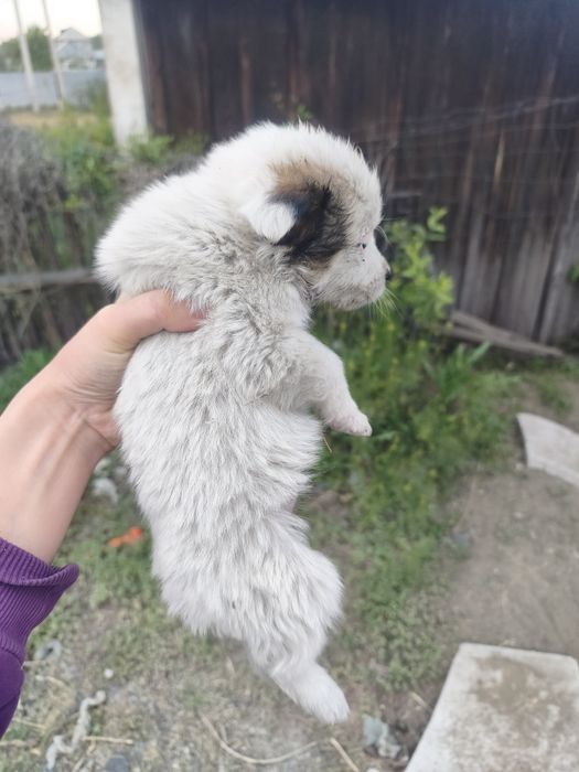 Отдам щенят в добрые руки