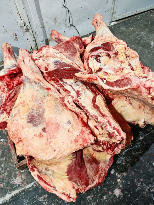 Мясо говядины конины оптом