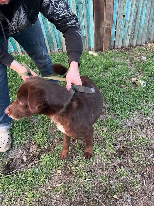 Лабрадор и хаска