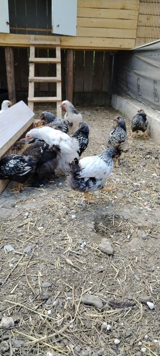 Pui Wyandotte si brahma