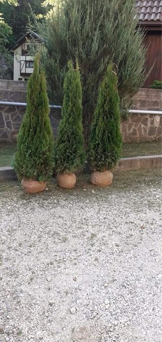 Tuia leylandii gazon rulou