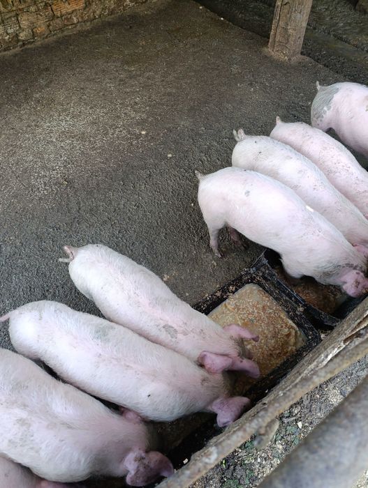 Продавам малки прасета