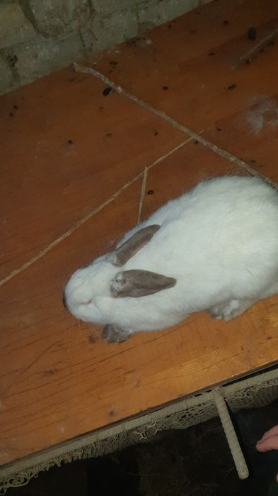 Quyon sotiladi kaliforniya