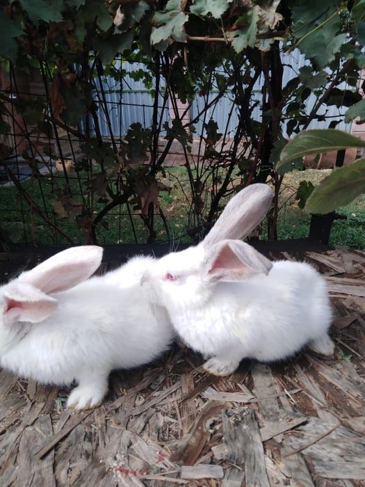 Кролики разные  и кролика