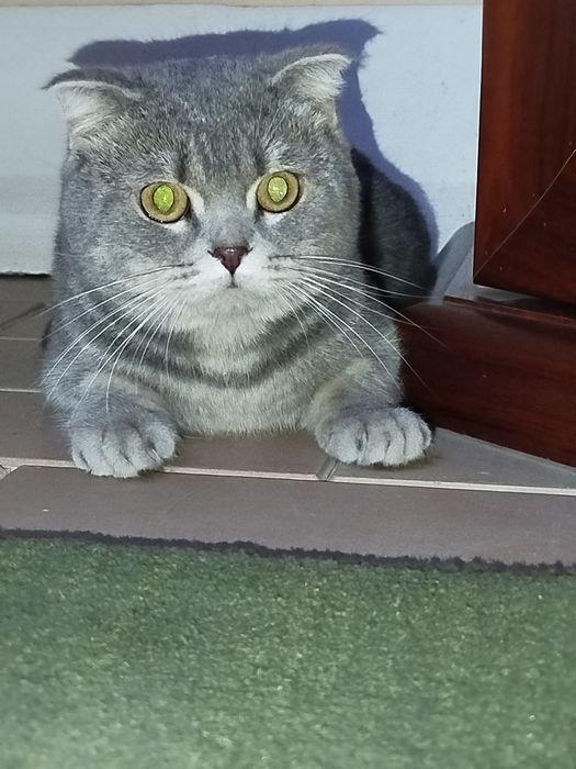 Шотланд Фолд эркак