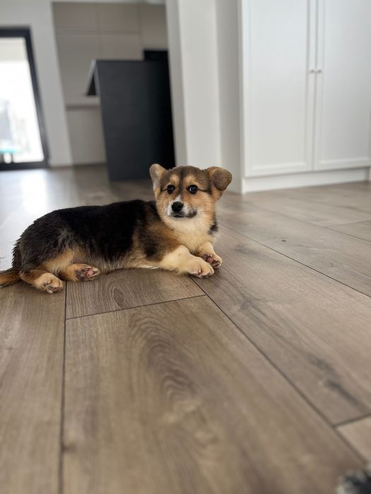 Welsh Corgi Pembroke.