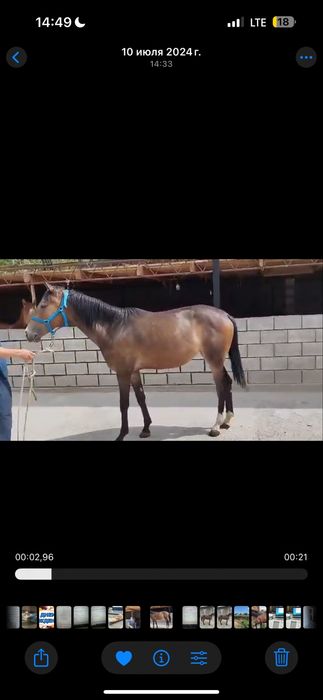 Лошадь чк байтал