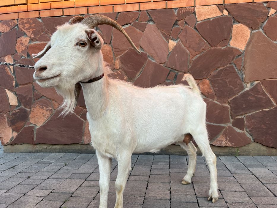 Продается дойная коза, 2 года