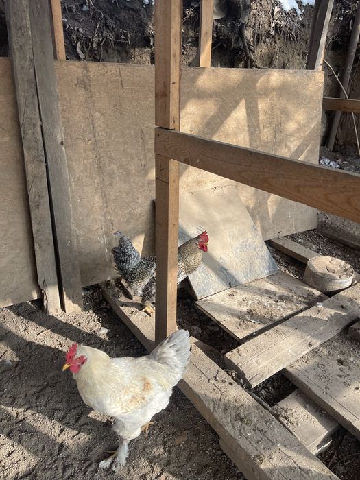 Продам домашних петушков