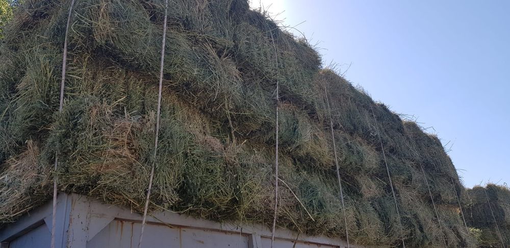 Продам люцерно жонышка с доставкой
