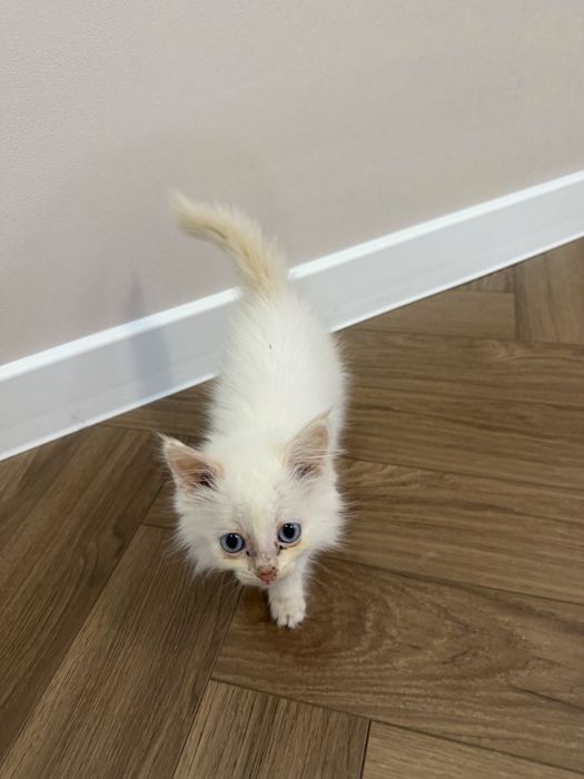 Котенок мальчик нашли
