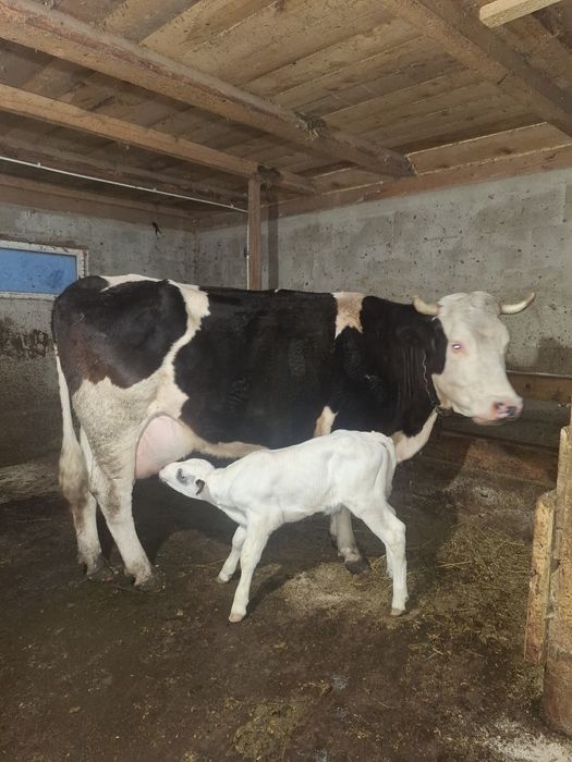 De vânzare trei vaci de ținut