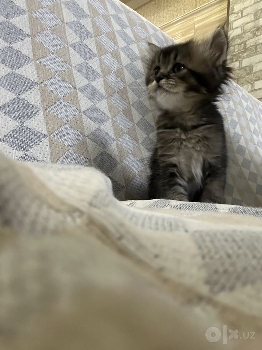 Скоттиш страйт котенок