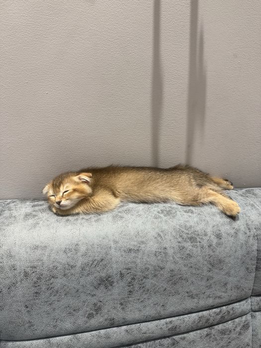 Кошка Шиншилла 2 месяцев