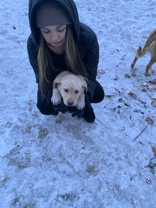 Щенок в хорошие руки