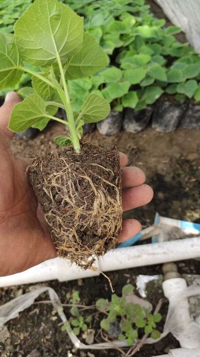 Pavloniya Gibrid 9501 nihollari,  павлония  koʻchatlari кўчати