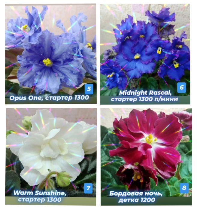 Сортовые фиалки разные