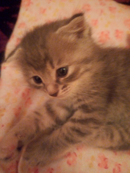 Вислоухий котёнок 1 месяц