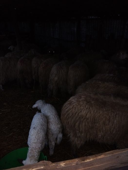 Oi de vinzare oi fătate oi depuse de fătare