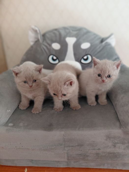 Котята  лиловые британки