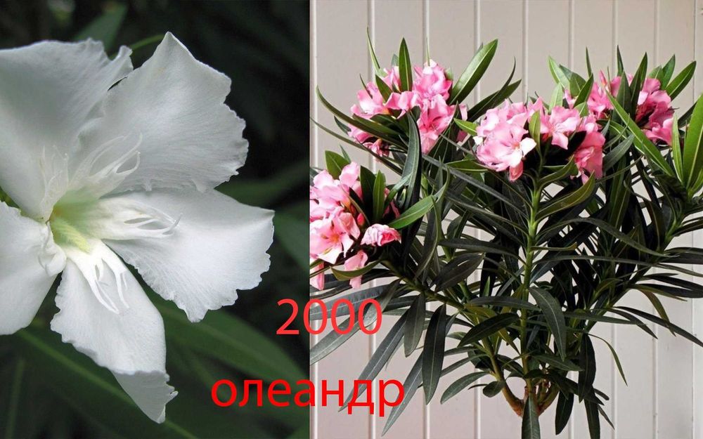 Комнатные  цветы