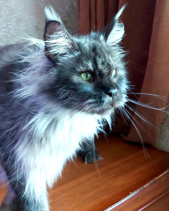 Мейн- куны КОТЯТА  !!! Черепахи- Красные- Крем- Голубые- Дымные- Мрамо