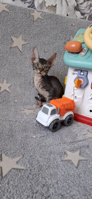 Котята канадского сфинкса