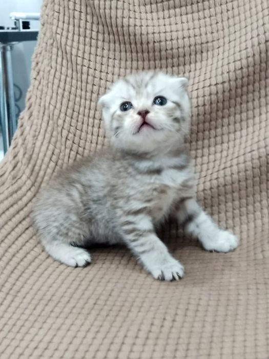 Шотландский мальчик