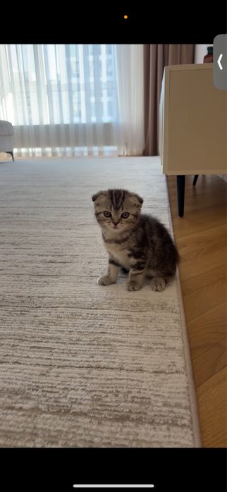 Вислоухие шотландские котик[Астана)