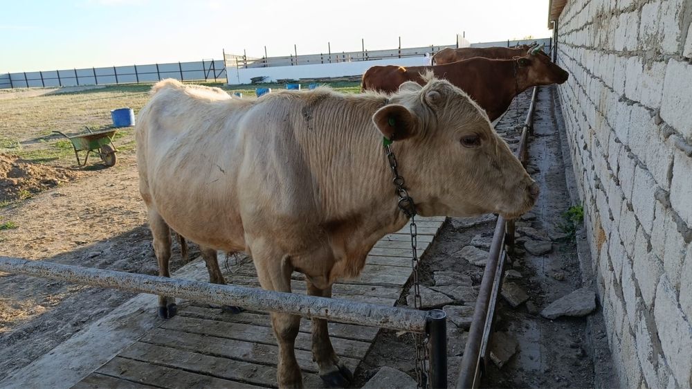 продам бычок аулиеколь