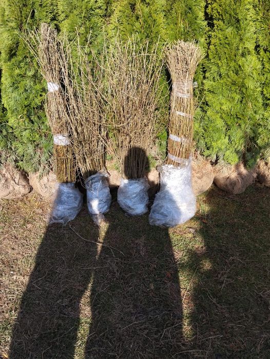 Vând lemn câinesc gard viu